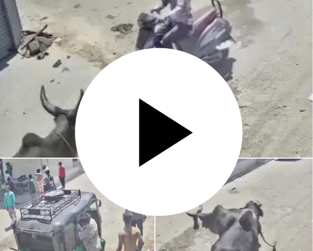 [TIN THẾ GIỚI] CẢNH BÁO MỐI NGUY HIỂM TỪ ĐỘNG VẬT THẢ RÔNG TRÊN ĐƯỜNG PHỐ 🚨🚧